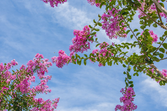 紫薇花枝