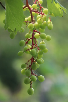 绿葡萄1