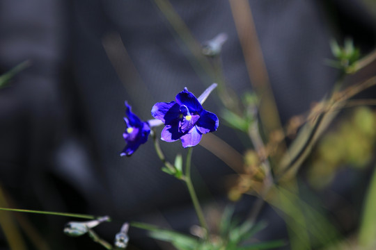 康定翠雀花