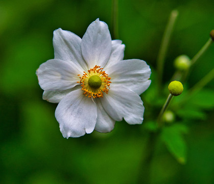 野棉花