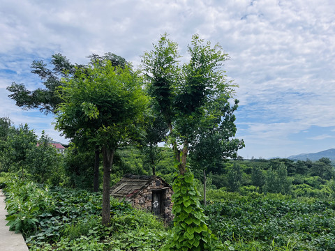 山间绿植