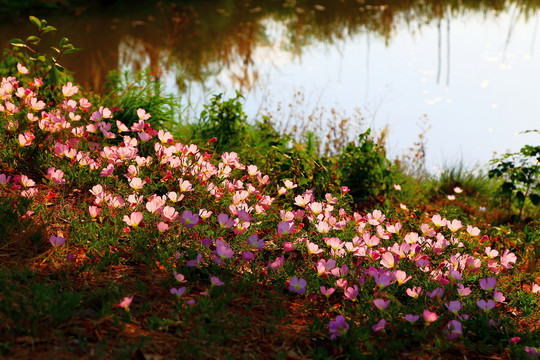 湖畔花丛