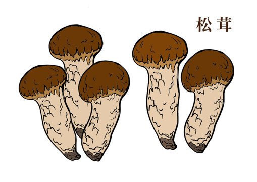 松茸手繪插畫