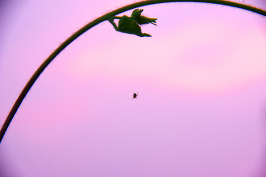 紫罗兰下的蜘蛛