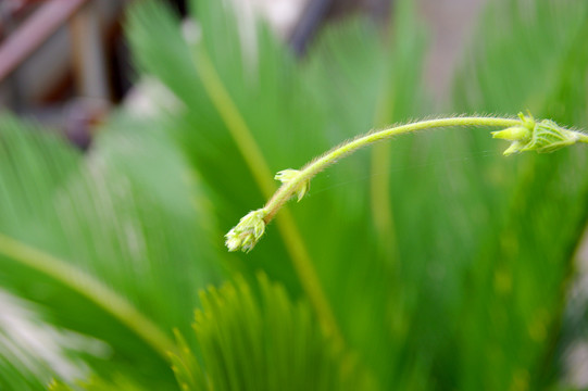 藤芽