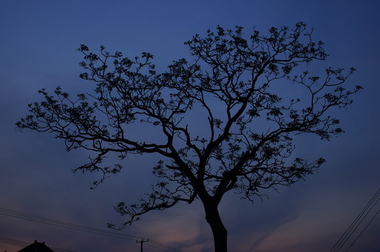 夜晚的树枝