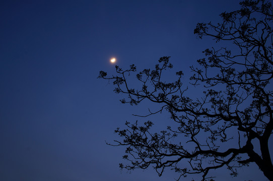 夜晚的树枝