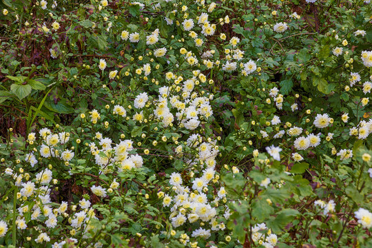 协里村黄山贡菊