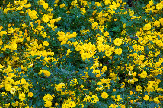 協里村黃山貢菊
