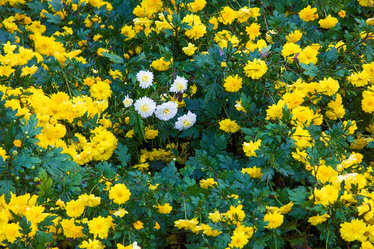 协里村黄山贡菊