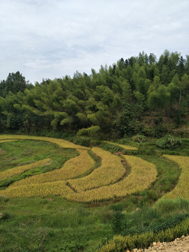 梯田水稻