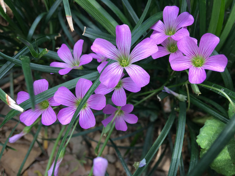 红花酢浆草