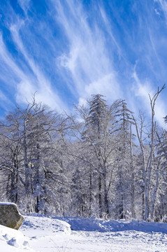冬天雪屋森林雪地积蓝天阳雪景