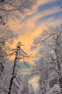 冬天雪屋森林雪地积雪夕阳雪景