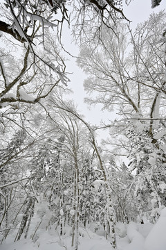 冬天雪屋森林雪地积雪雪景