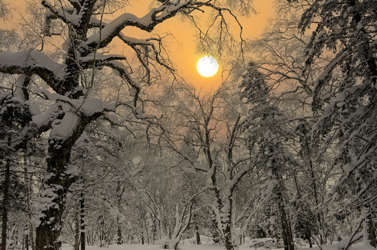 冬天雪森林夕阳雪景