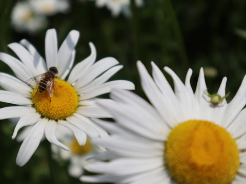 大滨菊上的蜜蜂和蚂蚱