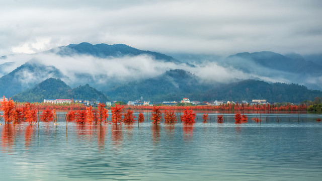 碧水青山晨雾间的发红落羽杉林