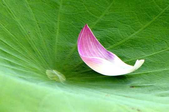 荷花花瓣