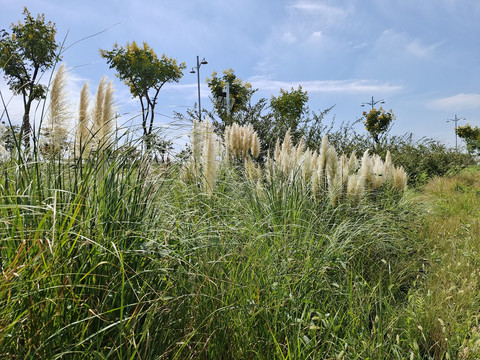 芦苇草风景