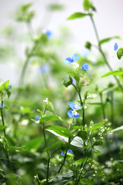 鸭跖草