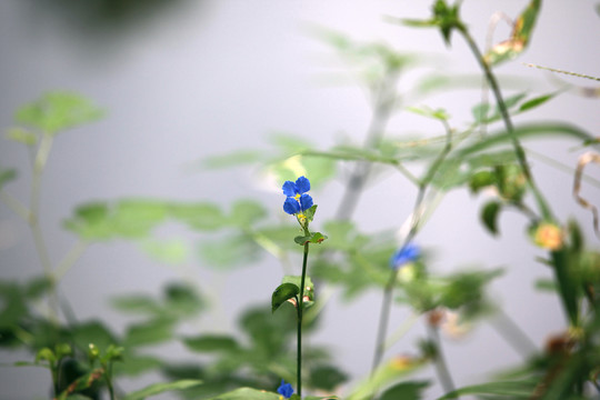 鸭跖草