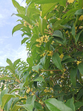 桂花飘香