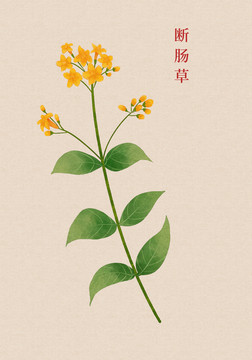 斷腸草