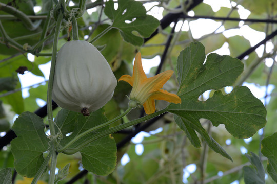 葫芦种植