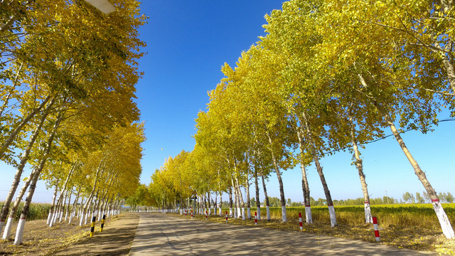 航拍五花秋色秋天黄树叶风景