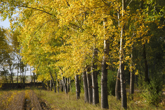 航拍五花秋色黄树叶路边风景