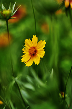 盛开的黄色小雏菊