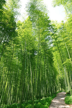 高清竹林风景