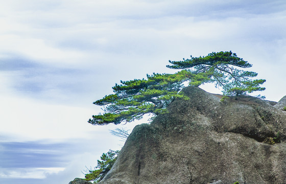 黄山劲松