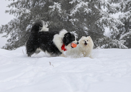 雪地里撒野的边牧