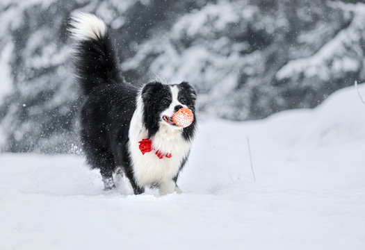 雪地里撒野的边牧