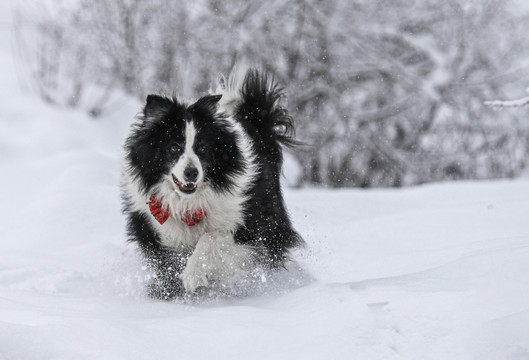 雪地里撒野的边牧