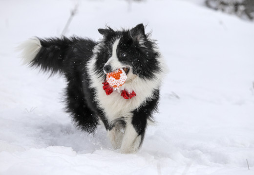 雪地里撒野的边牧