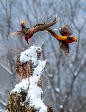 雪地锦鸡