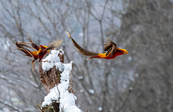 雪地锦鸡