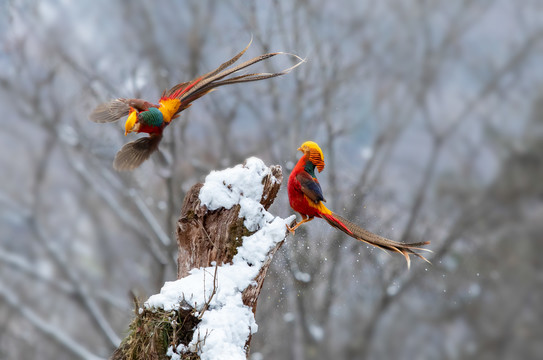 雪地锦鸡