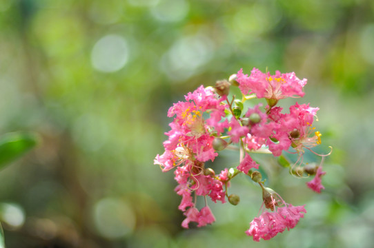 花球