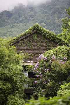 爬墙虎木屋