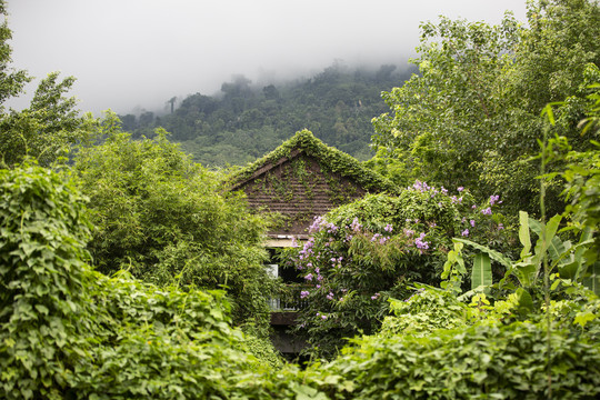 爬墙虎木屋