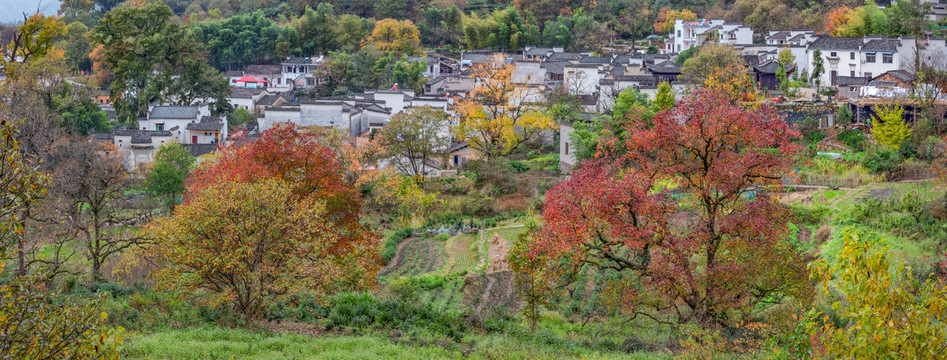 塔川秋色全景图