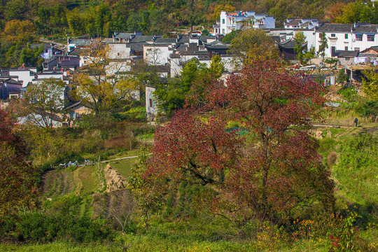 塔川秋色