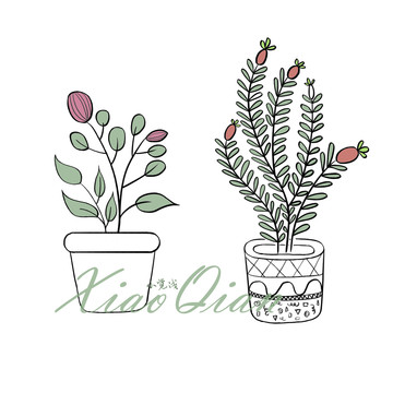 盆栽植物