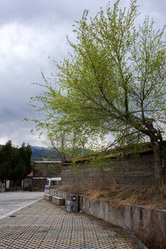 金川神仙包