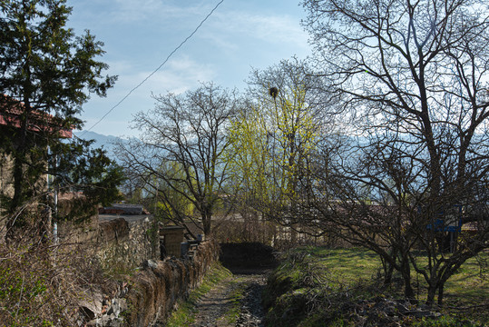 秀美金川神仙包