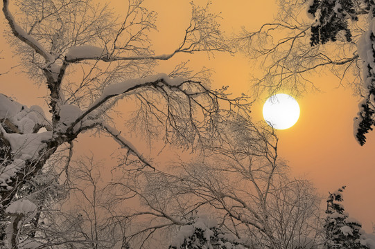 冬天雪地森林夕阳雪景